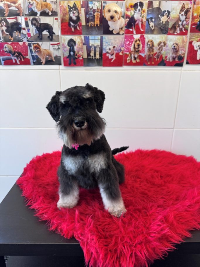 Amy "Giulia Dazzly van Aqualand